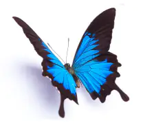 Blue butterfly